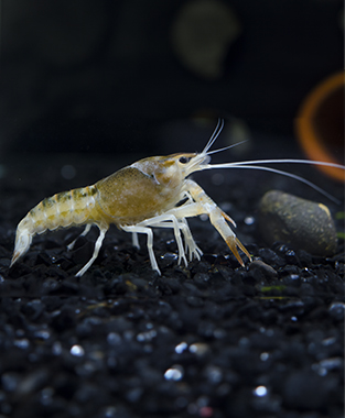 White Clawed Crayfish
