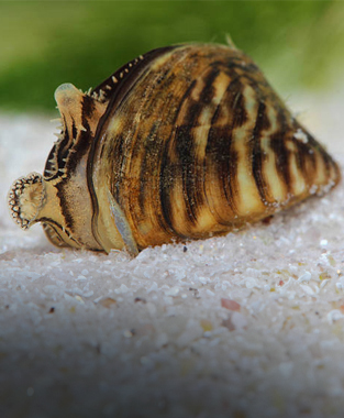 Quagga Mussel