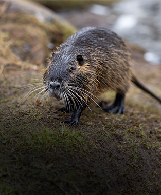 Coypu