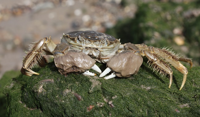 Chinese Mitten Crab