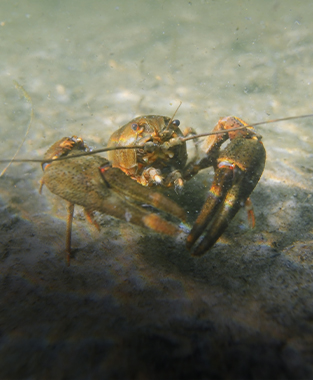 Crayfish Plague